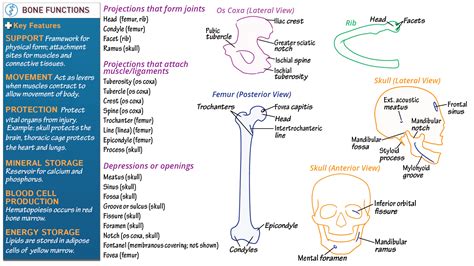 Which Is Not A Function Bone