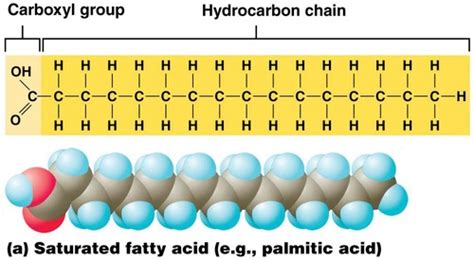 Which Is Not A Function Of Lipids Quizlet