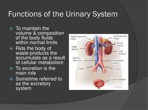Which Is Not A Function Of The Urinary System