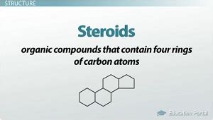 which is one function of steroids brainly