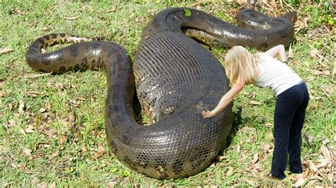 which is the biggest snake python or anaconda