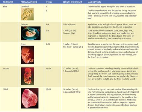 which is the correct sequence of events in prenatal brain development quizlet