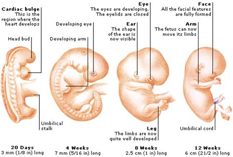 which is the first organ to form and start working in a developing baby