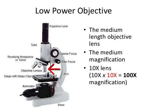 Which Is The Low Power Objective On A Microscope