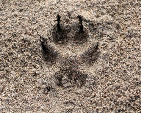 which is the symbol for coyote tracks