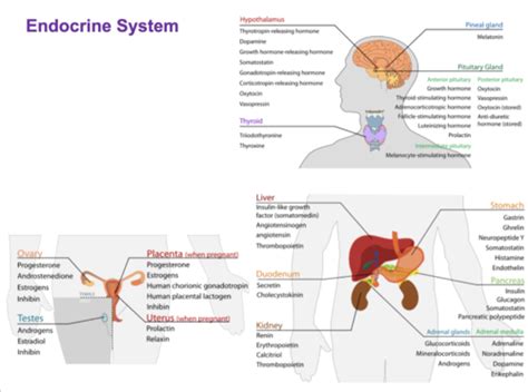Which Is True Of Endocrine Disruptors And How They Function Quizlet