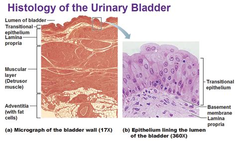 Which Layer Is Not Found In The Wall Of The Urinary Bladder