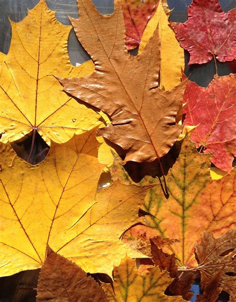 which method preserves an image of a leaf