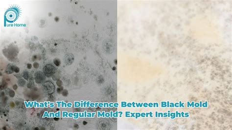 Which Mold Is Black Mold