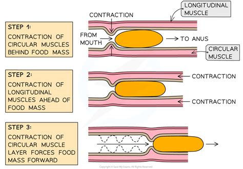 which muscle is responsible for peristalsis