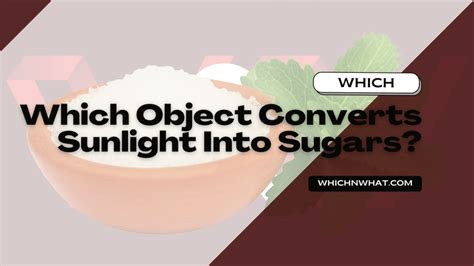 which object urn sunlight into sugar
