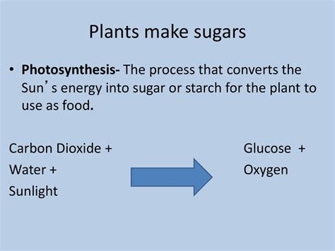 which objects converts sunlight into sugars