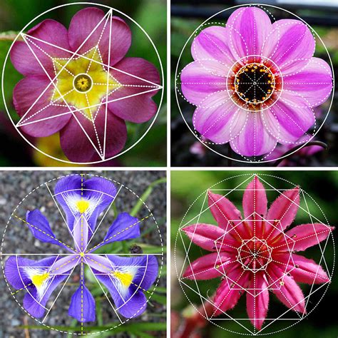 which of the following is an example of a geometric pattern found in nature