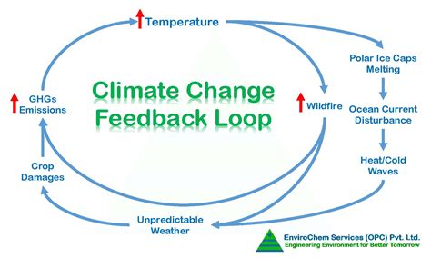 which of the following is an example of a positive feedback loop in climate change