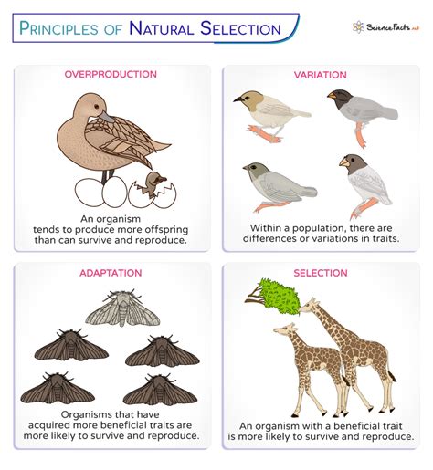 Which Of The Following Is An Example Of Natural Selection In Action