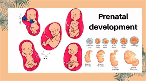 which of the following statements is true of brain development in humans