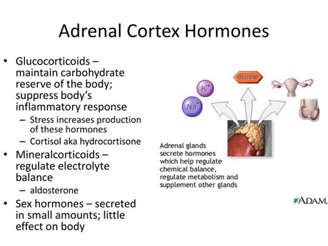 Which Of These Hormones Is Not Secreted By The Adrenal Cortex Quizlet