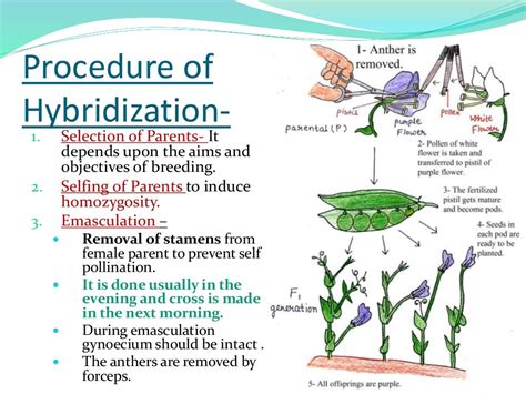which one is an example of interspecific hybridization in plants
