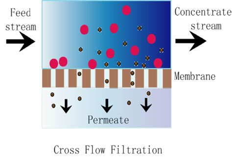 Which One Is Not An Example Of Membrane Filter