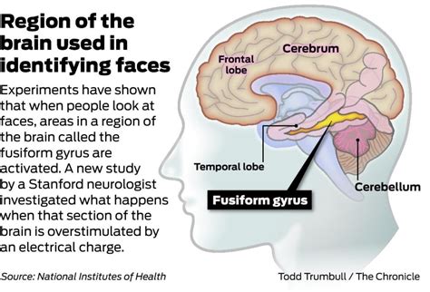 which part of the brain is responsible for face and object recognition