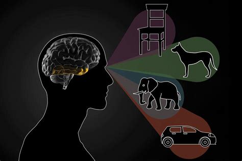 which part of the brain recognizes objects