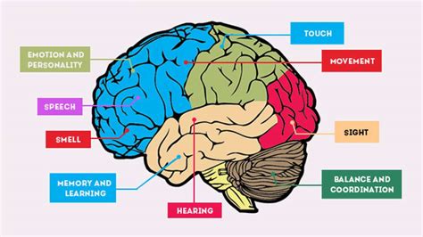 which part of the brain recognizes patterns