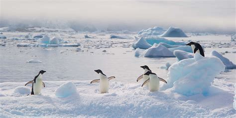 which penguin species live in antarctica