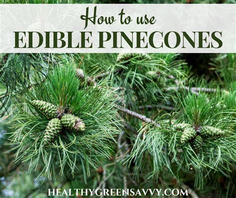 Which Pine Trees Are Edible