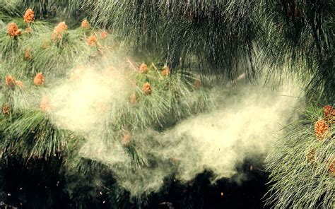 Which Pine Trees Have The Most Pollen