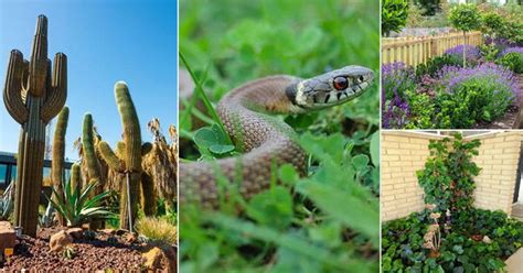 Which Plants Attract Snakes