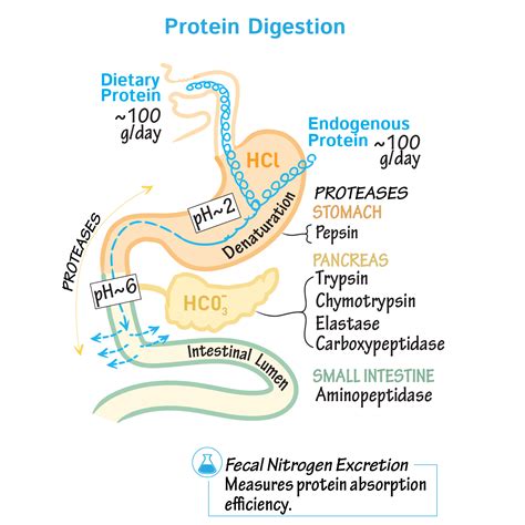 Which Protein Digesting Enzyme Function In Acidic Medium