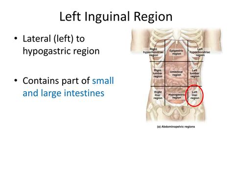 which region is the left inguinal region