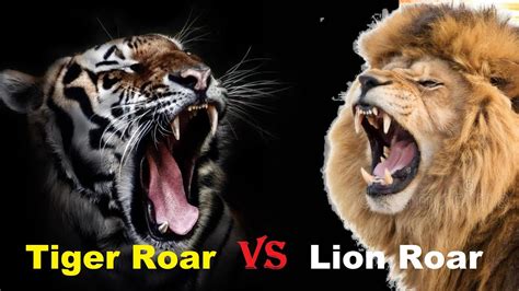 which roar is louder tiger or lion
