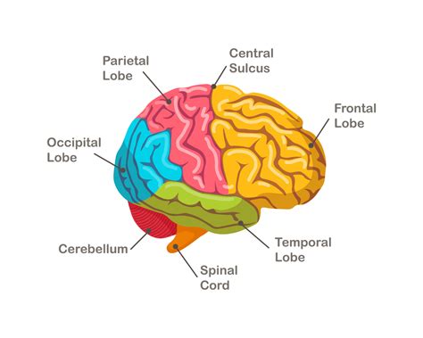 which side of the brain recognizes patterns
