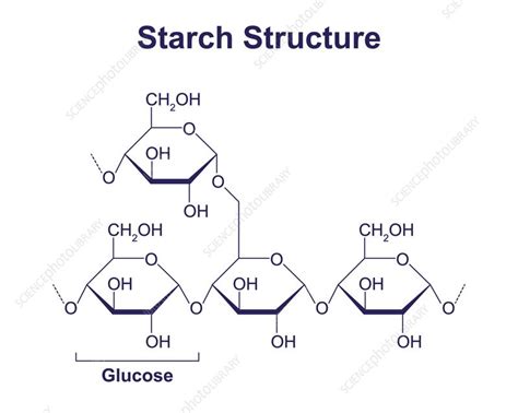 The Role of Starch Molecule Structure in Determining Its Function: Unraveling the Link