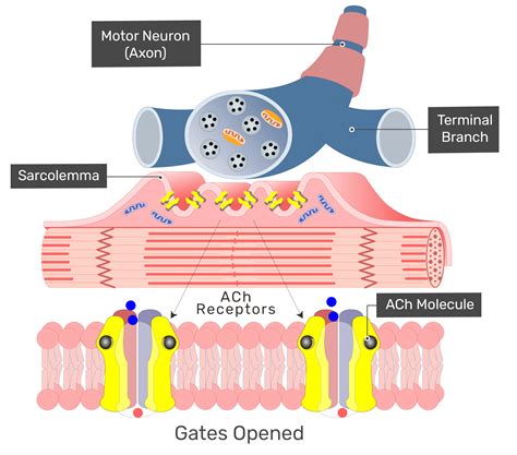 which structure contains acetylcholine