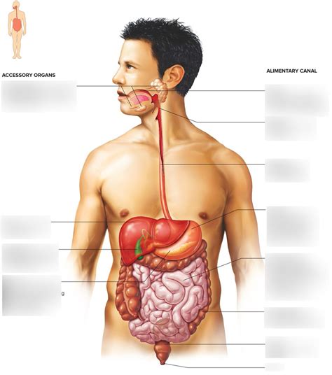 Which Structure Is An Accessory Organ Of The Digestive System Quizlet