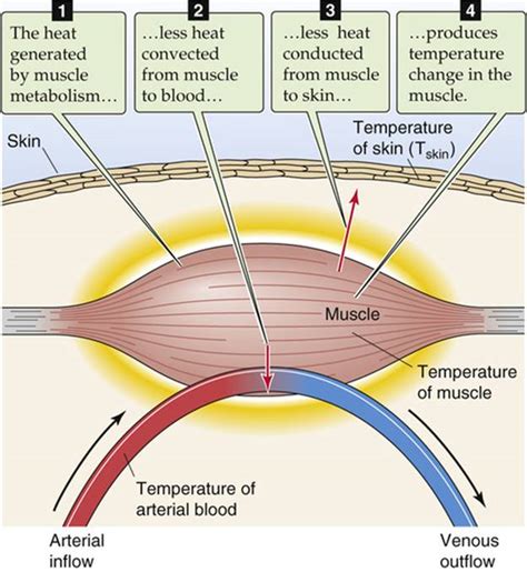 which system produces the body's heat