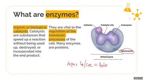 which term describes an enzyme