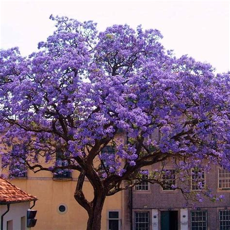Which Tree Has Purple Flowers
