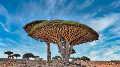 Which Tree Is Strongest