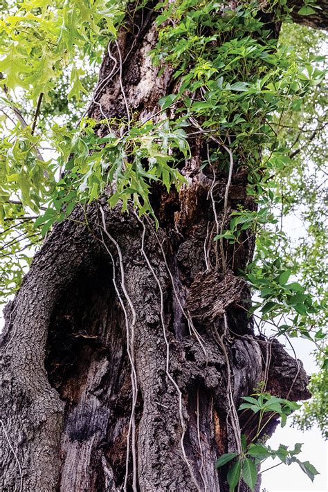 Which Tree Is The King Of Trees