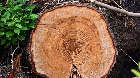 Which Tree Rings Are Oldest