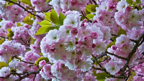 Which Trees Have Cherry Blossoms