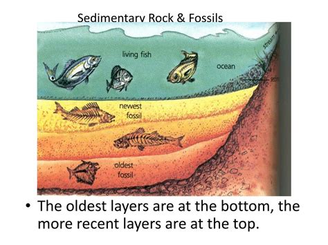Which Type Of Fossil Is Found In The Oldest Sedimentary Rock Layer