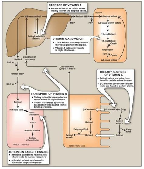 Which Vitamin Cannot Be Stored