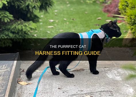 Which Way Does A Cat Harness Go
