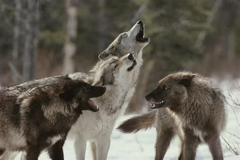 which wolf leads in wolf packs