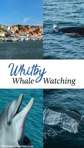 whitby whale watching 2023