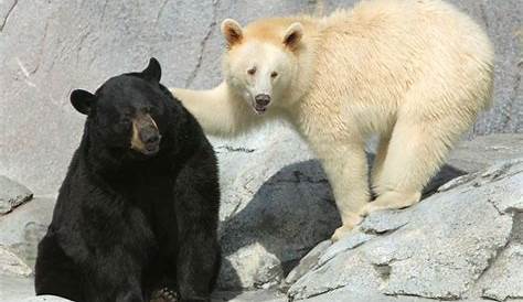 🔥 An extremely rare “white” black bear 🔥 : NatureIsFuckingLit